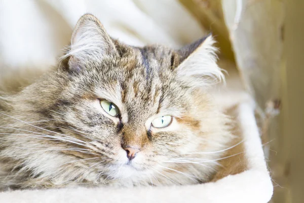 Teneri occhi di gatto siberiano — Foto Stock