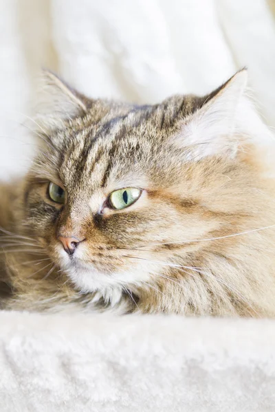 Cara de gato, marrón tortie versión caballa de raza siberiana —  Fotos de Stock