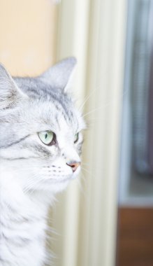 siberian breed of cat, silver variant