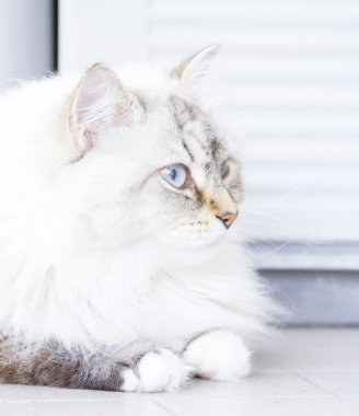 long haired cat, siberian breed, white neva masquerade variant