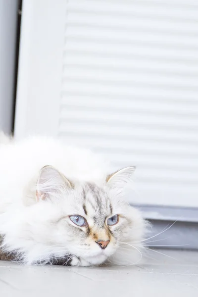 Long haired cat, siberian breed, white neva masquerade variant — Stockfoto