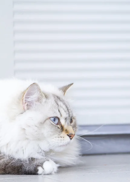 Long haired cat, siberian breed, white neva masquerade variant — Zdjęcie stockowe