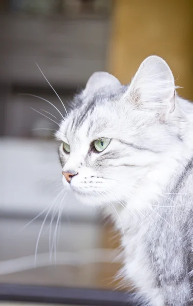 Raça siberiana de gato, variante prata — Fotografia de Stock