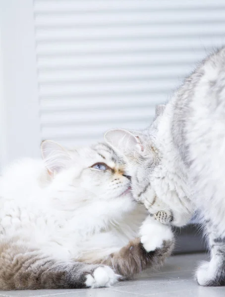 Siberiano gatos, plata y blanco neva mascarada versión —  Fotos de Stock
