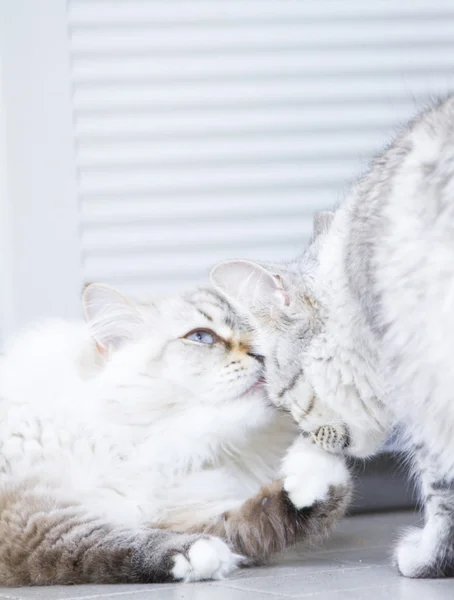 Siberian cats, silver and white neva masquerade version — Zdjęcie stockowe