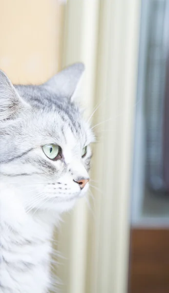 Siberian breed of cat, silver variant — Stok fotoğraf