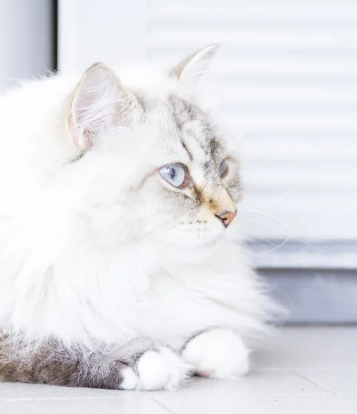 Long haired cat, siberian breed, white neva masquerade variant — Stock fotografie