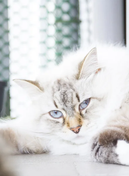 Long haired cat, siberian breed, white neva masquerade variant — Stock fotografie