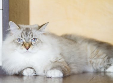 Güzellik yavru Sibirya doğurmak, beyaz neva maskeli balo