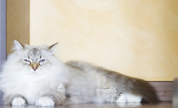 Gatinho de beleza da raça siberiana, neva branca mascarada — Fotografia de Stock