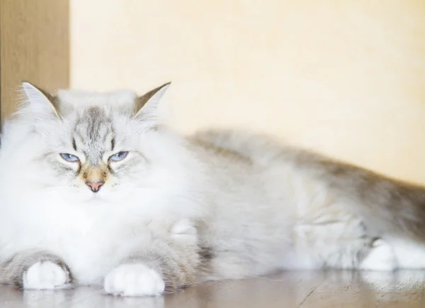 Przetargowej kotek rasy syberyjskiej, biały — Zdjęcie stockowe