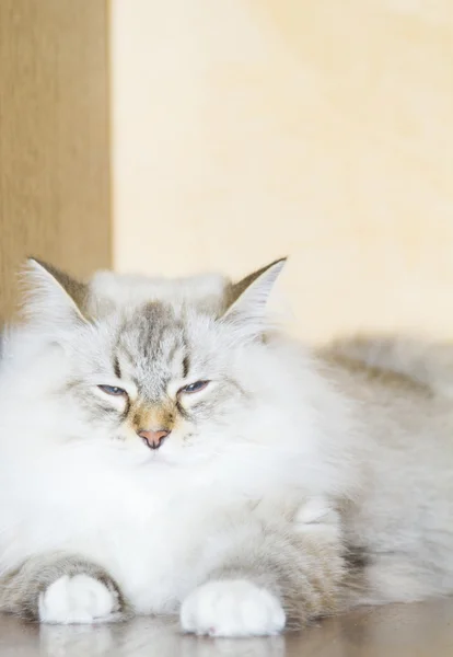 西伯利亚品种的嫩小猫, 白色 — 图库照片