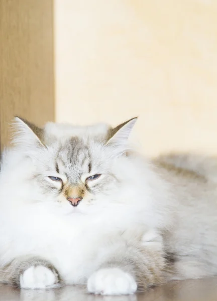 Gatito tierno de raza siberiana, blanco — Foto de Stock