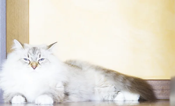 Szczery kotek syberyjski rasy, biały neva maquerade wersji — Zdjęcie stockowe