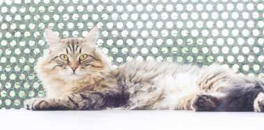 Siberian kedi, uzun saçlı erkek kahverengi versiyonu