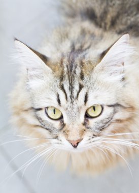 Siberian kedi, uzun saçlı erkek kahverengi versiyonu