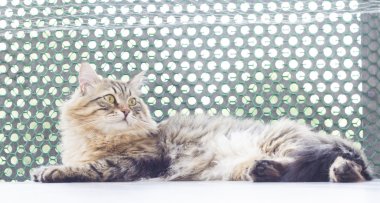 Siberian kedi, uzun saçlı erkek kahverengi versiyonu