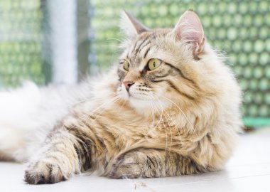 Siberian kedi, uzun saçlı erkek kahverengi versiyonu
