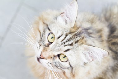 Siberian kedi, uzun saçlı erkek kahverengi versiyonu