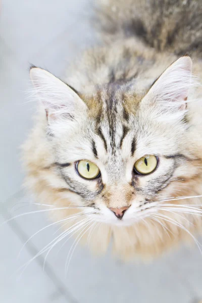 Siberian kedi, uzun saçlı erkek kahverengi versiyonu — Stok fotoğraf