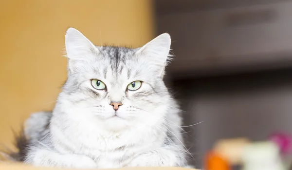 Kot syberyjski, kobiece wersja srebrna — Zdjęcie stockowe