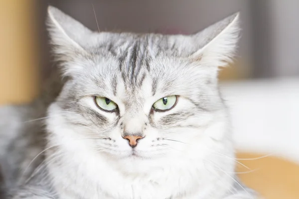 Siberian cat, female silver version — Stock Photo, Image