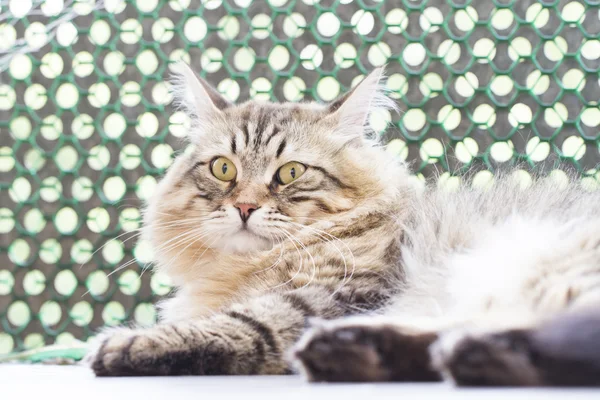 시베리아 고양이, 장 발 남성 갈색 버전 — 스톡 사진