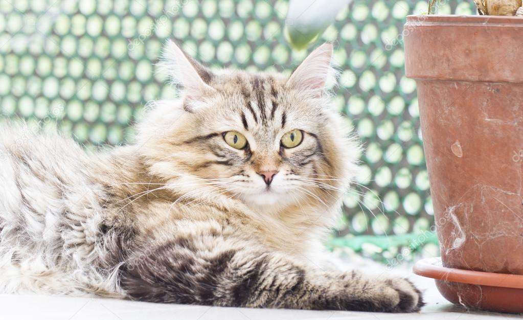 siberian cat, male brown version, long haired