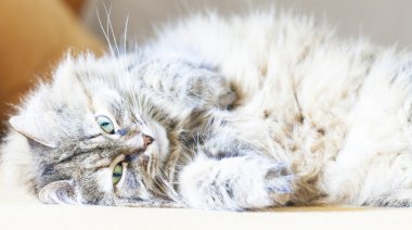 kanepede, Sibirya doğurmak dişi yavru kedi