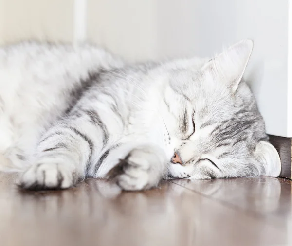 Gato dormindo, suor versão prata gatinho — Fotografia de Stock