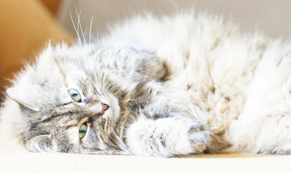 Kobiece kociak na kanapie, rasy syberyjski — Zdjęcie stockowe