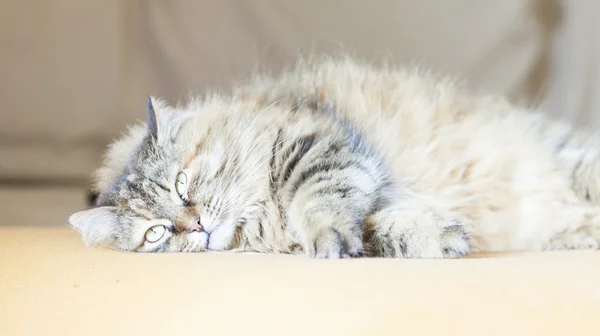 Female kitten on the sofa, siberian breed — Stock Photo, Image