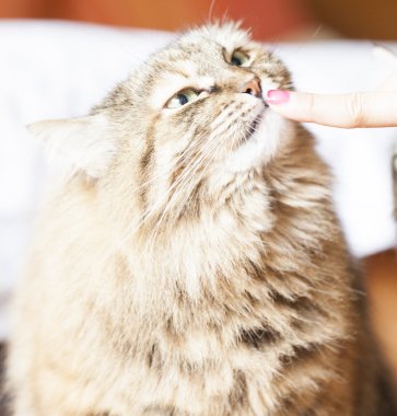 kedi yalama, kahverengi Sibirya doğurmak