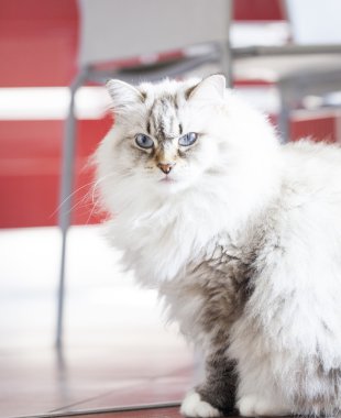 güzel uzun saçlı kedi, neva maskeli balo