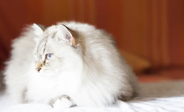 Biały kot, długowłosy wersja — Zdjęcie stockowe