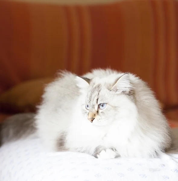 Chat aux cheveux longs dans la maison — Photo