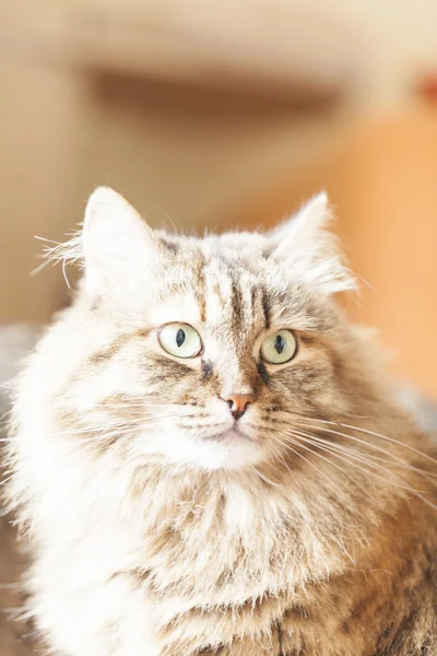 Tender kitten,long haired siberian breed — Stock Photo, Image