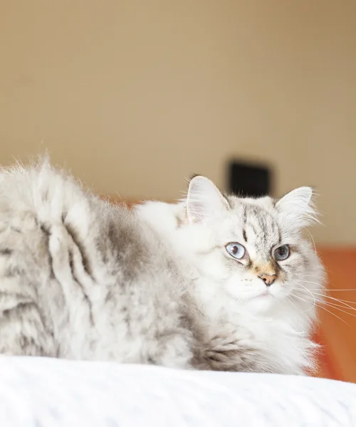 Prachtige kat op de Bank, witte Siberische Kat — Stockfoto