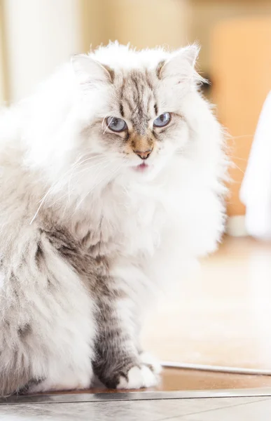 Prachtige witte kat, Siberische ras — Stockfoto