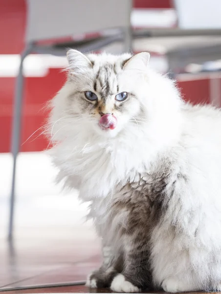 Sibirya yavru kedi, beyaz neva maskeli balo, yalama