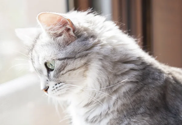 pencereden tatlı yavru kedi