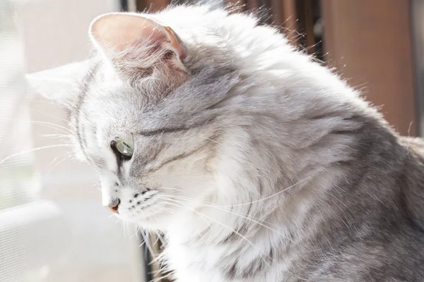Słodki kotek w oknie — Zdjęcie stockowe