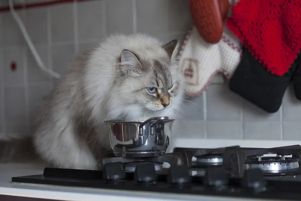 Bedårande kattunge i köket — Stockfoto