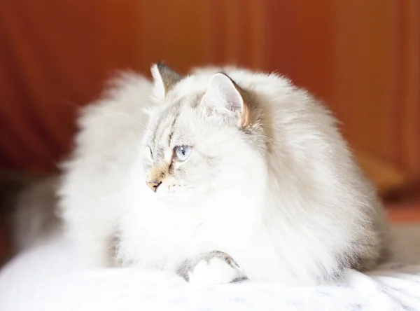 White cat, long haired version Royalty Free Stock Photos