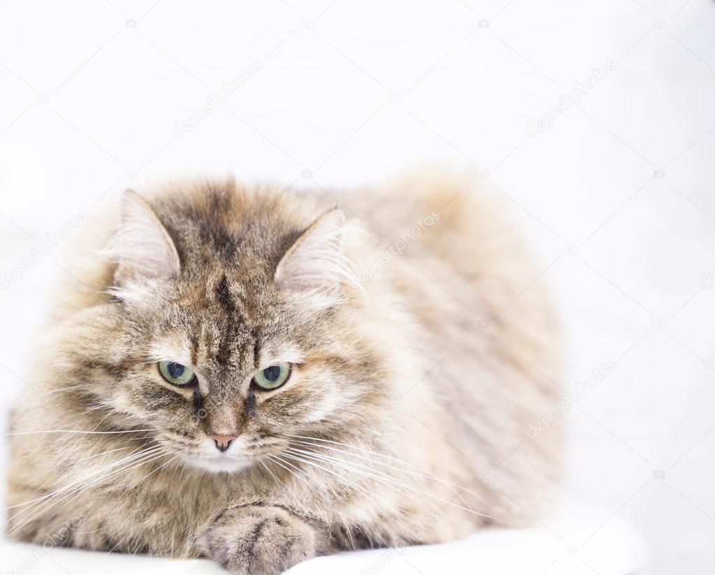 Chaton Tendre Long Poil Race Siberienne Image Libre De Droit Par Endomass C