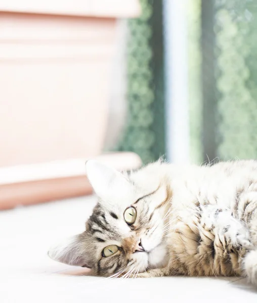 Gato marrom de raça siberiana — Fotografia de Stock