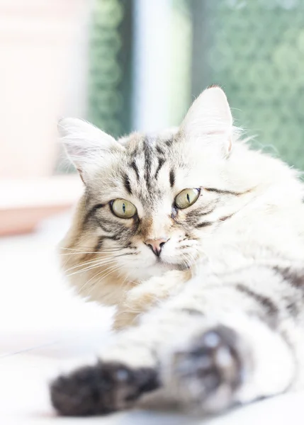 Brązowy kot rasy syberyjski — Zdjęcie stockowe