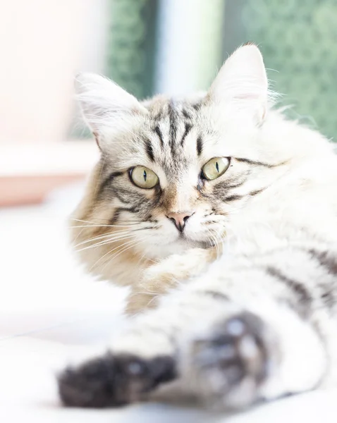 Кошка сибирской породы — стоковое фото