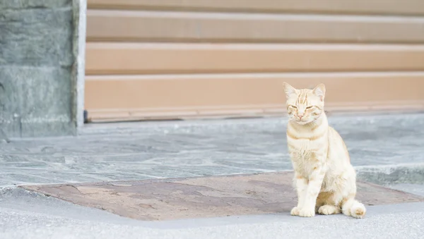 欧州品種の赤猫 — ストック写真