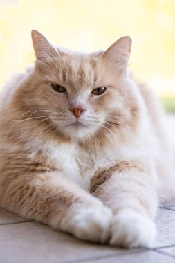 Big siberian cat with cream hair color in relax indoor. Hypoallergenic pet of male gender